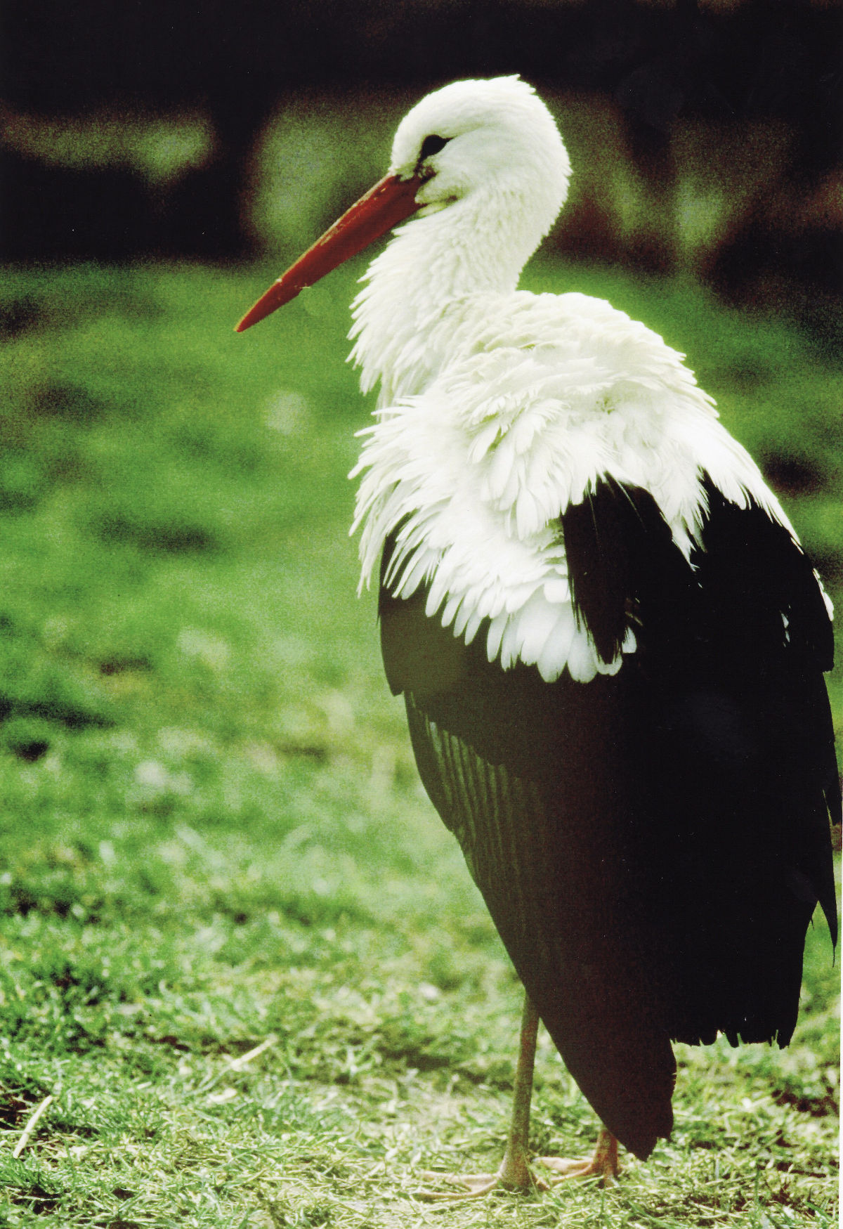 Weißstorch von E. Braun