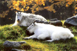 Schneeziegen (c) Zoo Augsburg