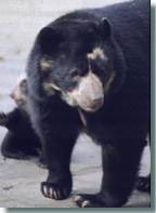 Andenbär (c) Zoo Dortmund