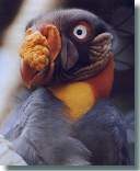 Königsgeier (c) Zoo Dortmund