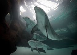 Große-Tümmler (c) Zoo Duisburg / J. Tegge