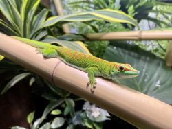 Großer Madagaskar-Taggecko (c) Zoo Eberswalde