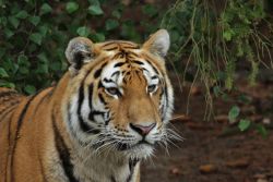 Sibirischer Tiger (c) Zoo Eberswalde