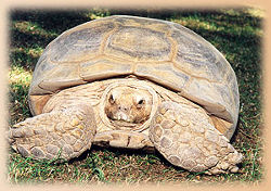 Schildkröte (c) Thüringer Zoopark