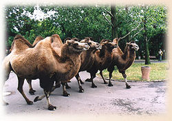 Trampeltier-Anlage (c) Thüringer Zoopark