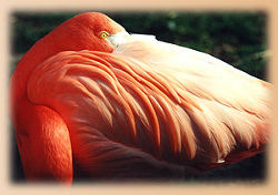 Flamingo (c) Thüringer Zoopark
