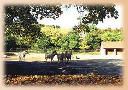 Zebra-Anlage (c) Thüringer Zoopark