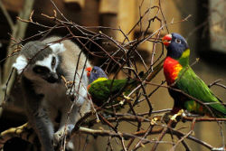 Gebirgslori ©Götz Berlik