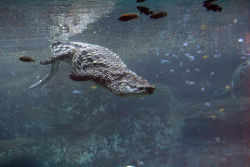 Nilkrokodil ©Lutz Schnier