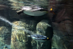 Königspinguin ©Lutz Schnier