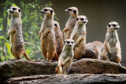 Erdmännchen-Familie (c) Tierpark Hamm