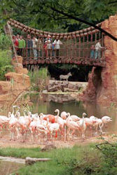 Flamingos (c) Erlebniszoo Hannover