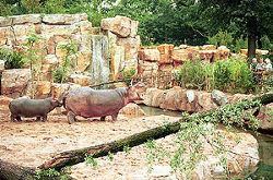 Flusspferdanlage (c) Erlebniszoo Hannover
