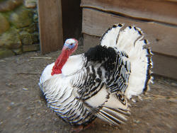 Cröllwitzer Pute (c)Peter Ramsch