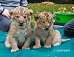Löwennachwuchs geboren November 2009
