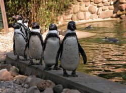 Pinguine 
(c) Jaderpark