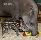 Tapire Jungtier geboren November 2009