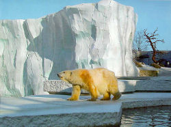 Eisbäranlage (c) Zoo Karlsruhe
