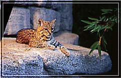 Salzkatze (c) Zoo Karlsruhe