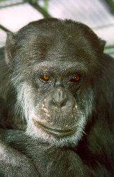 Schimpanse / Zoo Karlsruhe