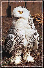 Schnee-Eule (c) Zoo Karlsruhe