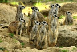 Erdmännchen 
(c) Zoo Köln