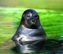 Baikalrobbe (c) Zoo Leipzig