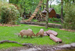 Capybaras in der neuen Anlage (c) Zoo Leipzig