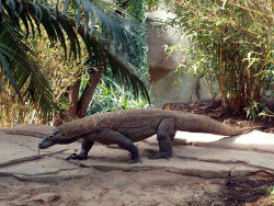 Prominenter Bewohner in Gondwanaland: Der Komodowaran (c) Zoo Leipzig