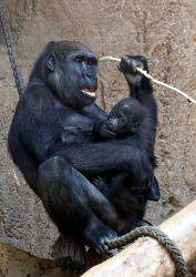 Gorillanachwuchs Jengo mit Mutter Kibara (c) Zoo Leipzig