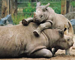 Nashornmutter mit Kind (c) Zoo Leipzig