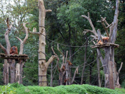 Orang Utans in Pongoland mit Kind (c) Zoo Leipzig