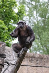 Schimpanse (c) Hellabrunn / Alina Siering