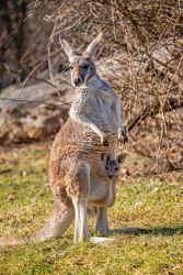 Rotes Riesenkänguru (c) Hellabrunn / Maria Fencik