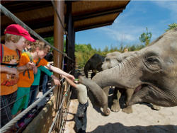 Elefantenfüttern für Besucher (c) Allwetterzoo Münster