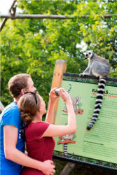 Paar in Kattaanlage (c) Allwetterzoo Münster