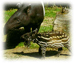 Schabrackentapir (c) Zoo Nürnberg