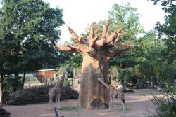 Netzgiraffen am Baobab (c) Zoo Osnabrück