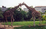 Netzgiraffe / M. Heintz