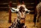 Giraffe / F. Thevessen
