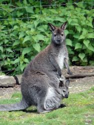 (c) Tierpark Fauna e.V.