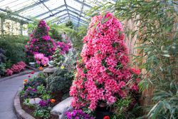 Azaleen (c) Wilhelma