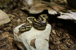 Schlange (c) Tropenhaus Bansin