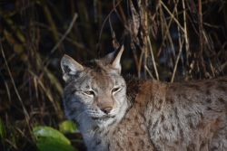 Luchs Elba (c)Bärenpark Worbis
