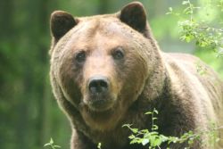 Bär Mykhailo (c)Bärenpark Worbis / N. Kraft