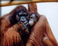 Orang-Utan (c) Zoo Wuppertal