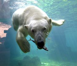 Eisbär Lloyd 
(c) Wolfhard Scheer / Zoo am Meer