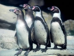 Pinguine 
(c) Bernd Ohlthaver / Zoo am Meer