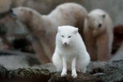 Polarfuchs 
(c) Bernd Ohlthaver / Zoo am Meer