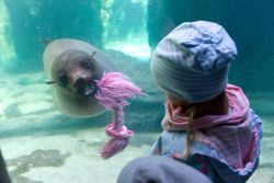 Robbe mit Kind 
(c) Zoo am Meer